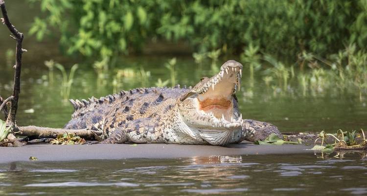 Een krokodil die rust op een rivieroever omringd door groene vegetatie.