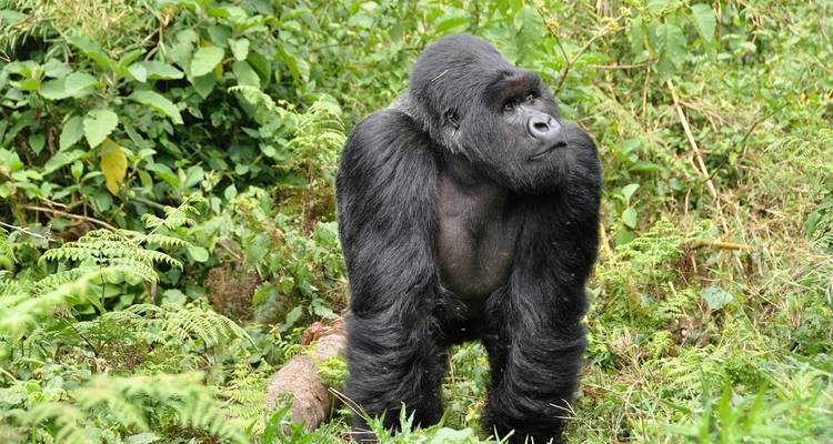 Journeys : Rencontres avec les animaux au Rwanda National Geographic Journeys - National Geographic Journeys with G Adventures 1