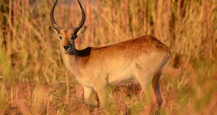 Journeys : Rencontres avec les animaux au Rwanda National Geographic Journeys - National Geographic Journeys with G Adventures 2