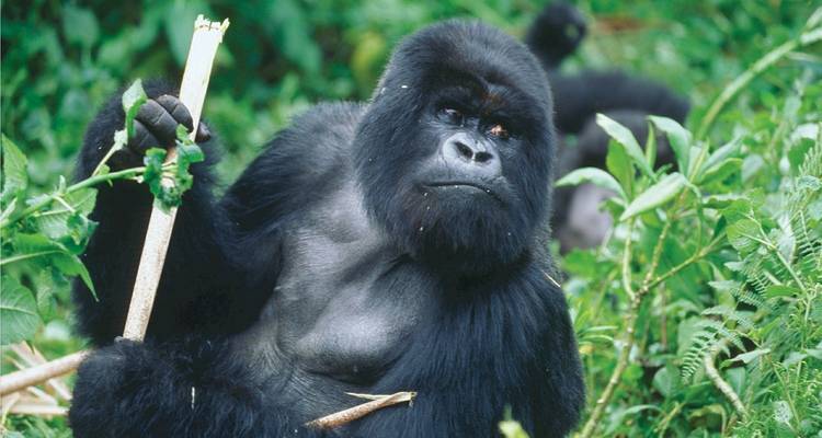 Journeys : Rencontres avec les animaux au Rwanda National Geographic Journeys - National Geographic Journeys with G Adventures 4
