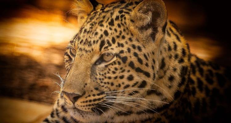 Journeys: Legendary Wildlife of Rwanda & Kenya National Geographic Journeys - National Geographic Journeys with G Adventures 6