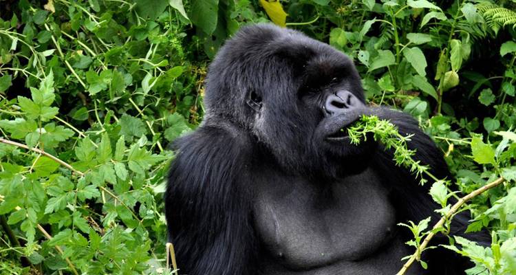Journeys: Legendary Wildlife of Rwanda & Kenya National Geographic Journeys - National Geographic Journeys with G Adventures 3