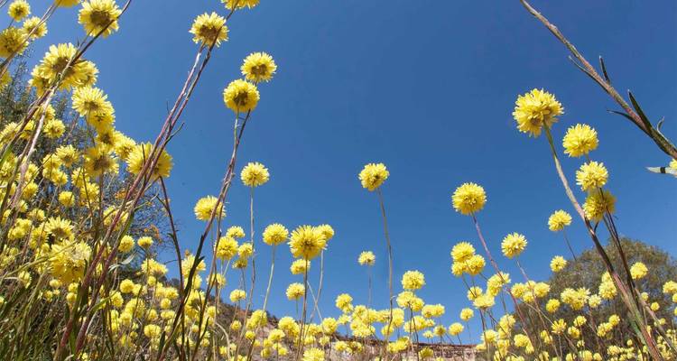Le vagabond des fleurs sauvages - AAT Kings 2