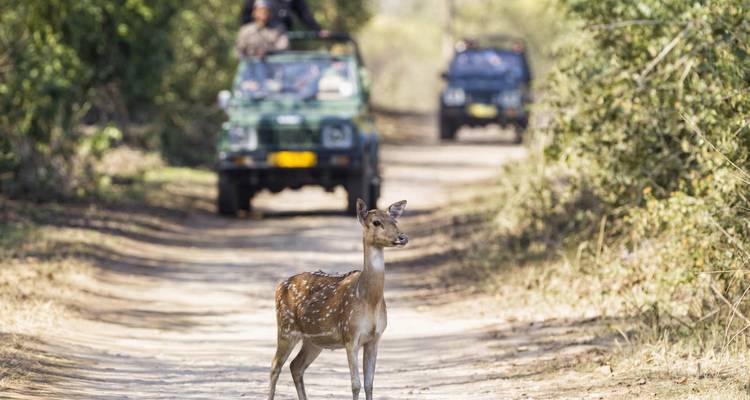Visite de Jim Corbett au départ de Delhi - UncleSam Holidays 3