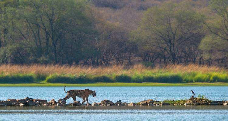 Tijger bij een meer met weelderige begroeiing.