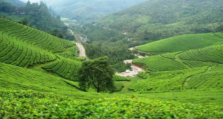 Theeplantages in Munnar, India.