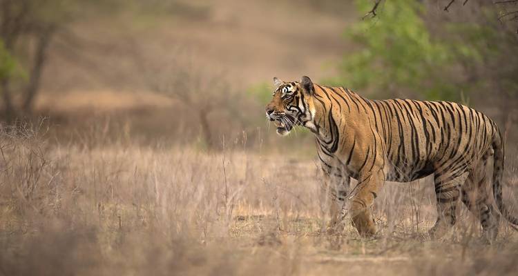 Northern India Highlights - UncleSam Holidays 10