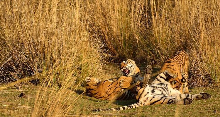 Deux tigres qui jouent dans les hautes herbes.