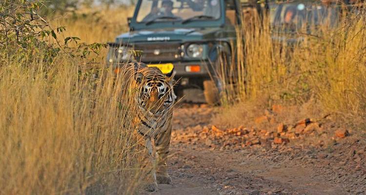 Golden Triangle Tour with Tiger Safari - UncleSam Holidays 3