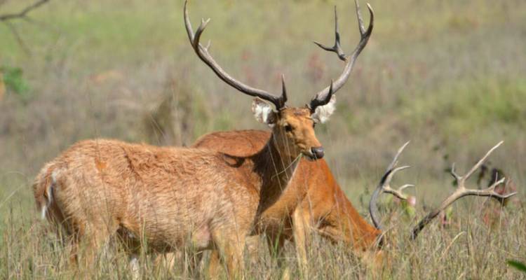 Golden Triangle Tour with Tiger Safari - UncleSam Holidays 4