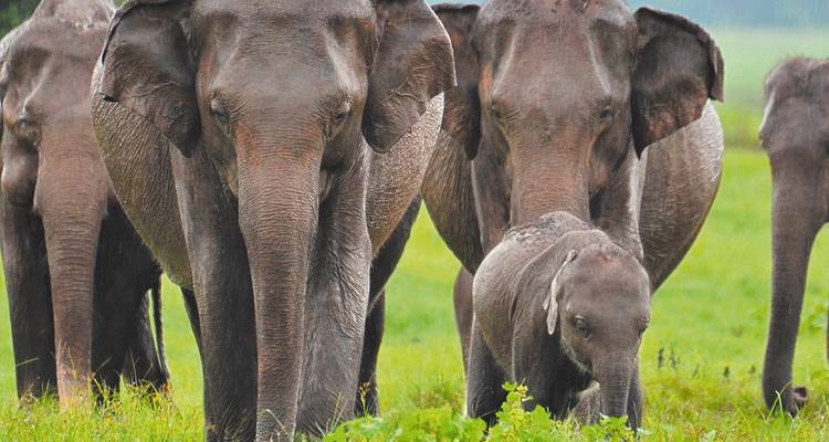 Golden Triangle Tour with Tiger Safari - UncleSam Holidays 7