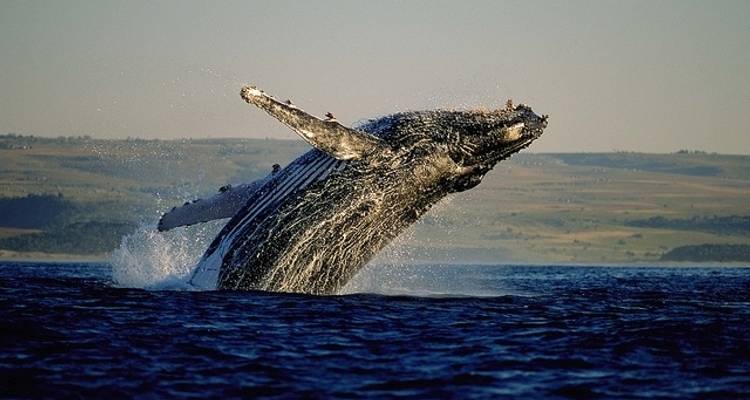 Aventure de 13 jours au Kenya et en Tanzanie - Camping - Acacia Adventure Holidays 1