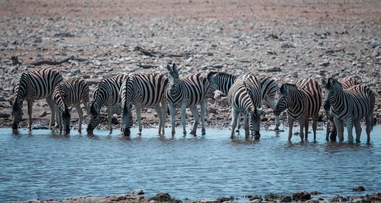 Aventure de 13 jours au Kenya et en Tanzanie - Camping - Acacia Adventure Holidays 10