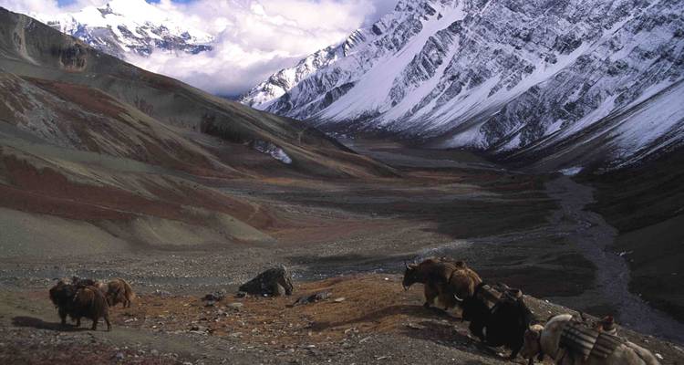 Caravana de yaks atravesando un paisaje montañoso en Nepal.