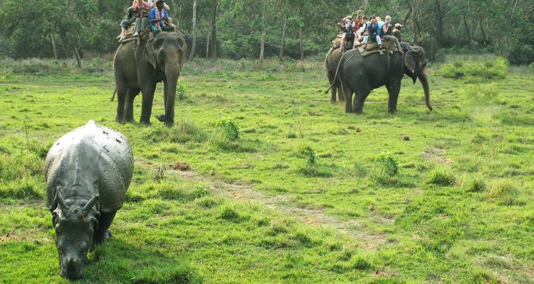Toeristen op olifanten die een neushoorn bekijken in Chitwan Nationaal Park.