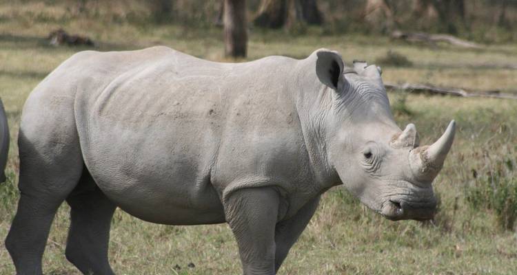 Ein Nashorn, das auf Grasland steht.