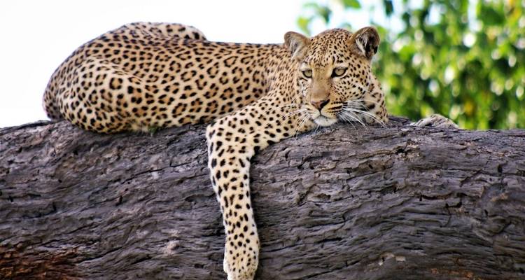 28 jours Parcs animaliers, Gorilles et Zanzibar - Camping - Acacia Adventure Holidays 9