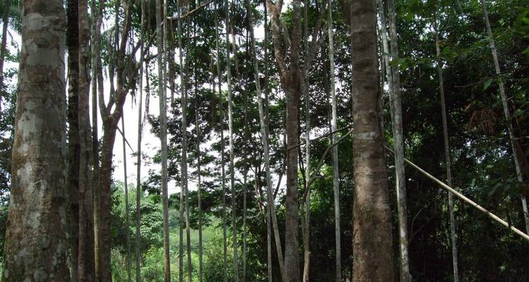 4 days Unique Experience @ Tariri Amazon Lodge , Total Immersion in the Amazon on a Jungle Adventure - Brasil - Signature DMC 7