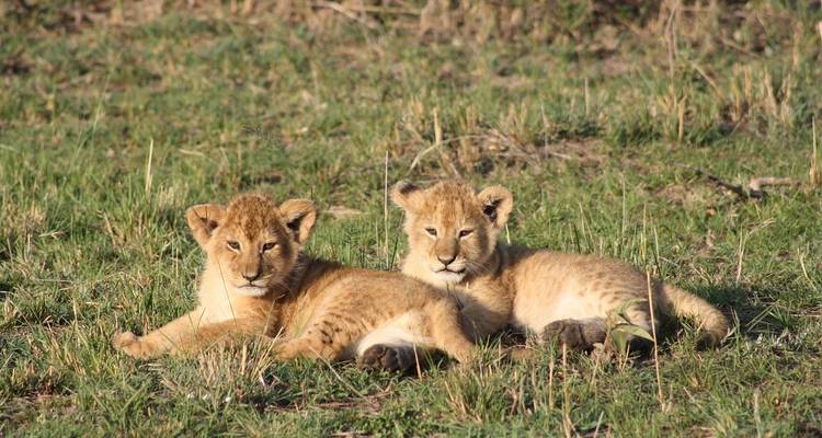 24-day Masai Mara to Victoria Falls (Camping) - Acacia Adventure Holidays 9