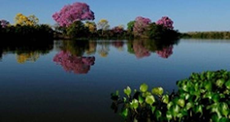 4 Days North Pantanal - Unearthing exotic treasures in the Pantanal wetlands - New*** - Signature DMC 4