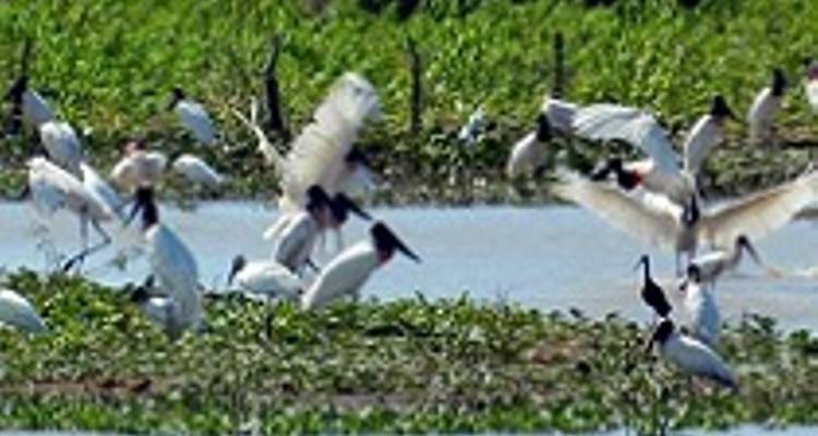 4 Days North Pantanal - Unearthing exotic treasures in the Pantanal wetlands - New*** - Signature DMC 2