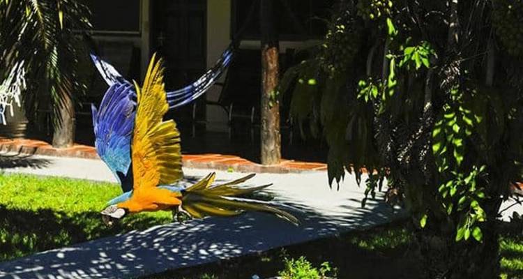 4 Days North Pantanal - Unearthing exotic treasures in the Pantanal wetlands - New*** - Signature DMC 7