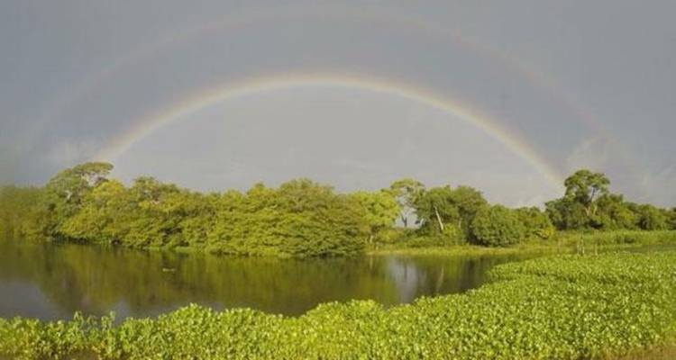 4 Days North Pantanal - Unearthing exotic treasures in the Pantanal wetlands - New*** - Signature DMC 9