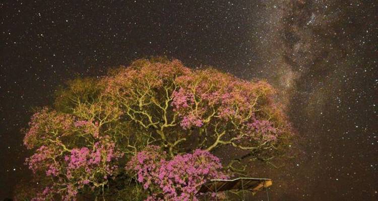 4 Days North Pantanal - Unearthing exotic treasures in the Pantanal wetlands - New*** - Signature DMC 10