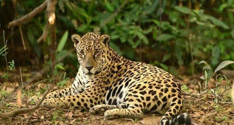 Au nord du Pantanal - Dénicher des trésors exotiques dans les zones humides du Pantanal - Nouveau - 4 jours - Signature DMC 10