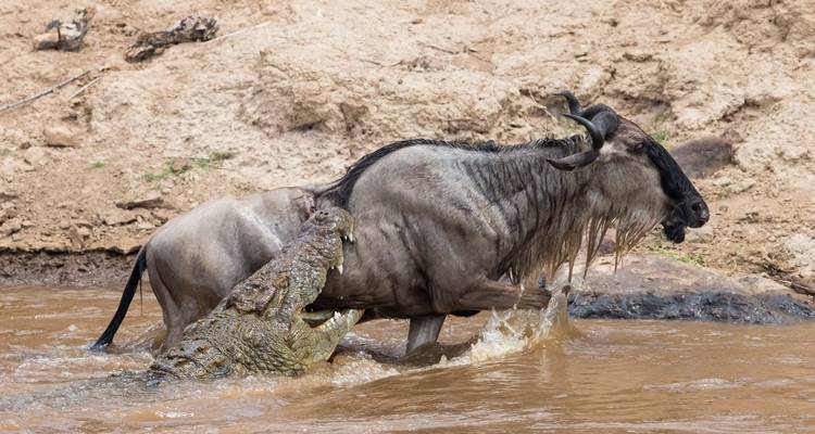 Crocodile attaquant un gnou dans l'eau.