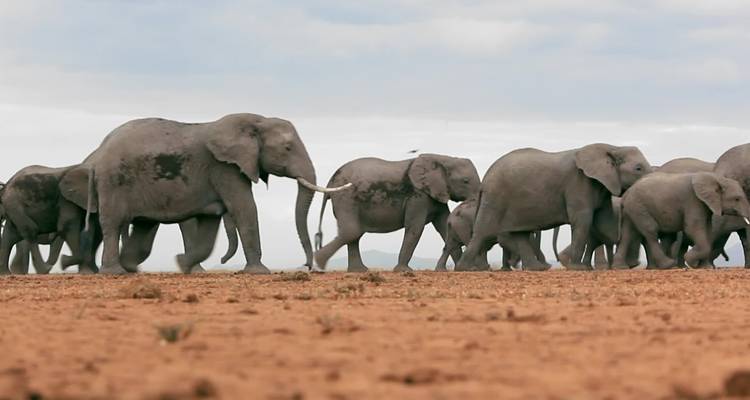 Troupeau d'éléphants traversant un paysage aride.
