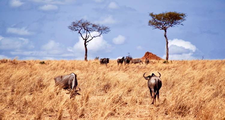 Des gnous et des zèbres qui paissent dans la savane.