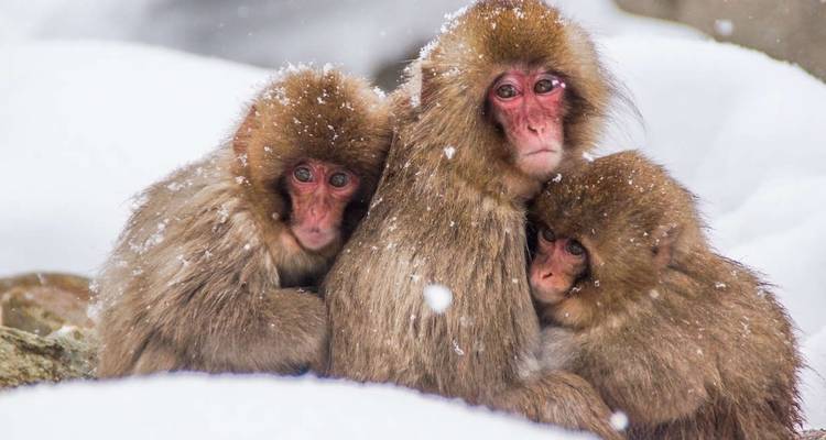 Trois singes des neiges blottis ensemble dans la neige.