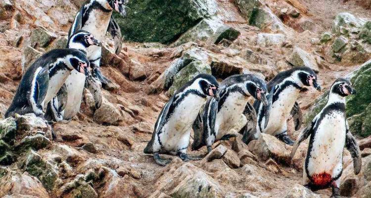 3 days -Lima – Paracas – Nazca - PVTravels 8