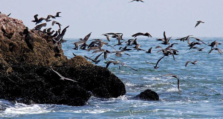 3 days -Lima – Paracas – Nazca - PVTravels 10