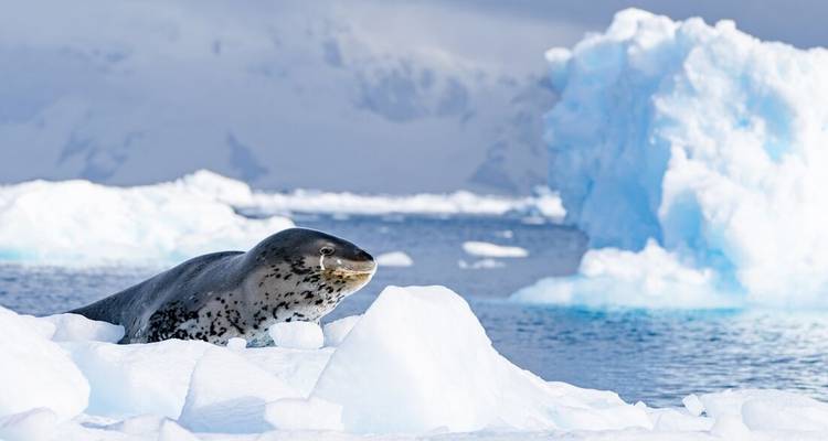 WWF Gigantes de la Antártida - Ocean Endeavour - Intrepid Travel 4