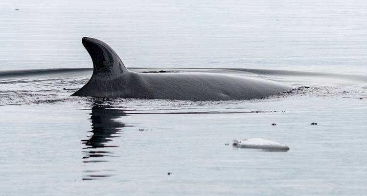 WWF Gigantes de la Antártida - Ocean Endeavour - Intrepid Travel 6