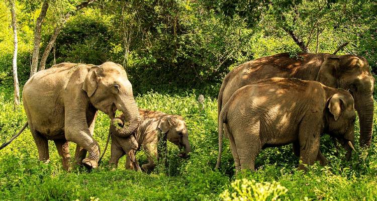 Piste patrimoniale et animalière : À la découverte de Mysore, Bandipur et Somanathpur - Agora Voyages OPC Pvt Ltd 9