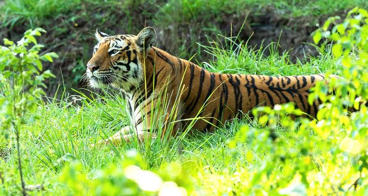 Piste patrimoniale et animalière : À la découverte de Mysore, Bandipur et Somanathpur - Agora Voyages OPC Pvt Ltd 2