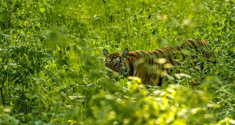 Piste patrimoniale et animalière : À la découverte de Mysore, Bandipur et Somanathpur - Agora Voyages OPC Pvt Ltd 3