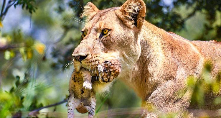 Voyages sur mesure en Afrique du Sud, départs quotidiens et voyages privés - Agate Travel 4