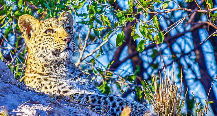 Voyages sur mesure en Afrique du Sud, départs quotidiens et voyages privés - Agate Travel 2