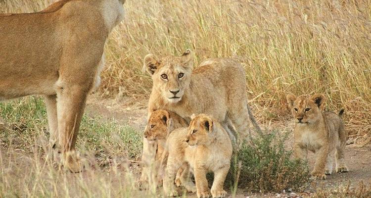 39-day Gorillas to Victoria Falls (Camping) - Acacia Adventure Holidays 10