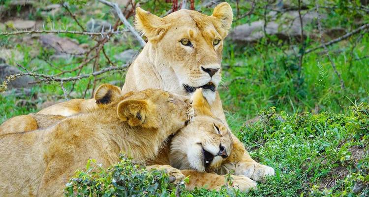 Tailor-Made Private Kenya Tour of Birding & Big Five Safari, Daily Departure - Agate Travel 9