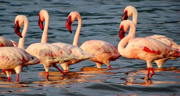 Tailor-Made Private Kenya Tour of Birding & Big Five Safari, Daily Departure - Agate Travel 2