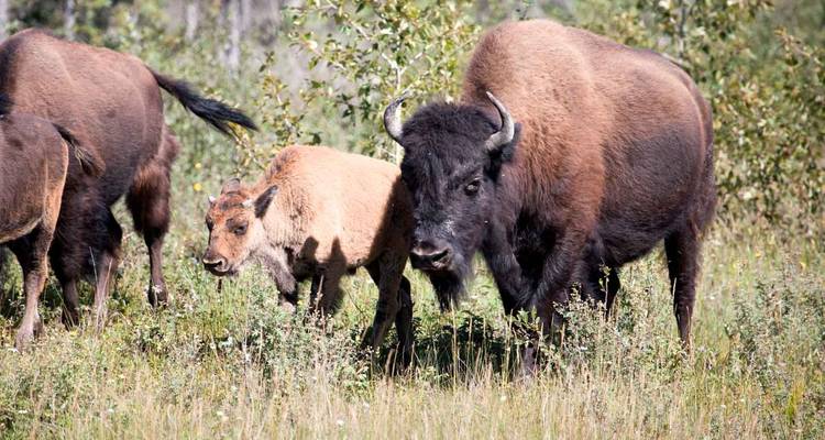 Discover Northwest Territories & Yukon - Ruby Range Adventure 2