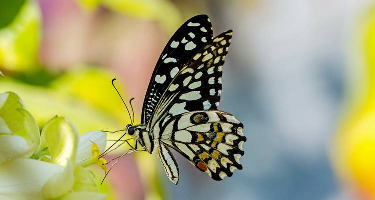 Butterfly Watching Tour - 7 Days - Adventure Himalayan Travels 1