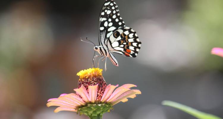 Butterfly Watching Tour - 7 Days - Adventure Himalayan Travels 2