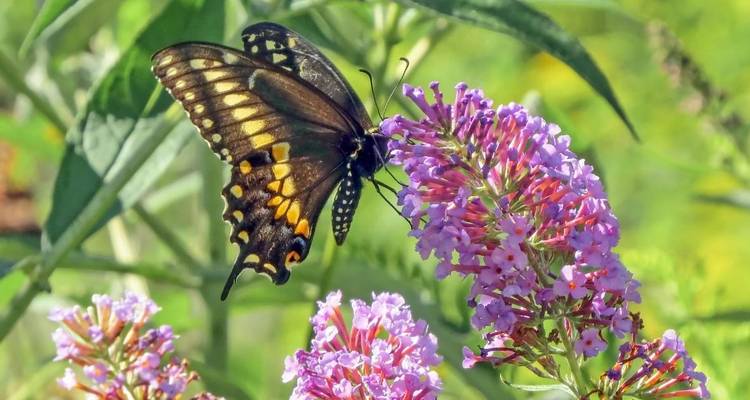 Butterfly Watching Tour - 7 Days - Adventure Himalayan Travels 3