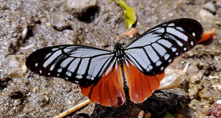 Butterfly Watching Tour - 7 Days - Adventure Himalayan Travels 4